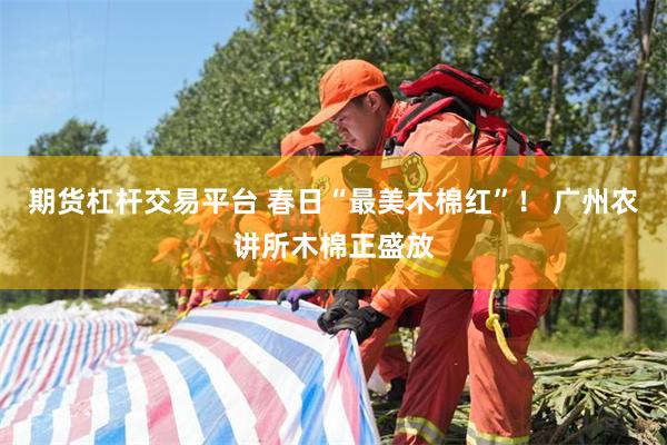 期货杠杆交易平台 春日“最美木棉红”！ 广州农讲所木棉正盛放